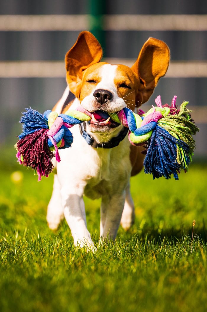 Beagle-Hund springt und rennt wie verrückt mit einem Spielzeug im Freien auf die Kamera zu