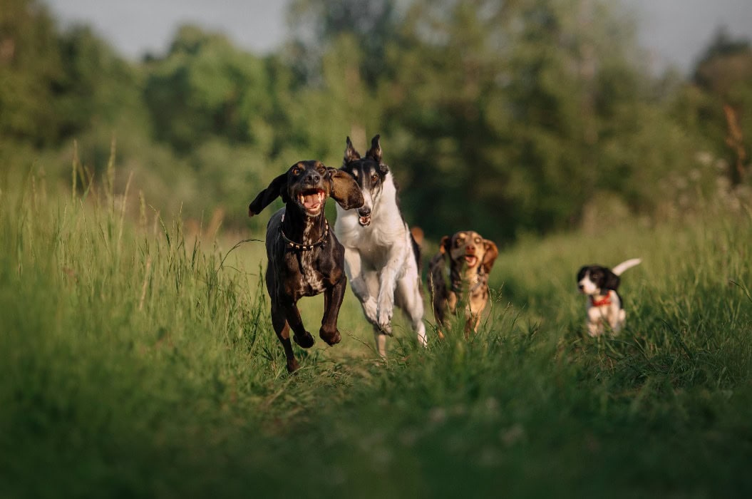 Gruppe glücklicher Hunde, die im Sommer im Freien laufen