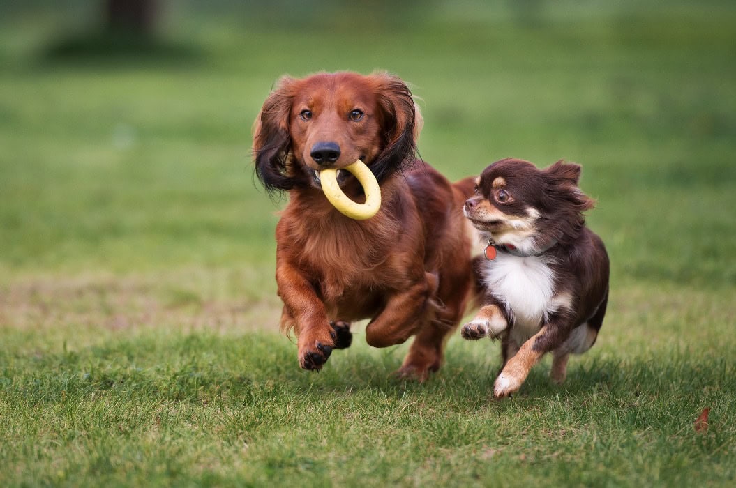 zwei kleine Hunde, die im Freien miteinander spielen